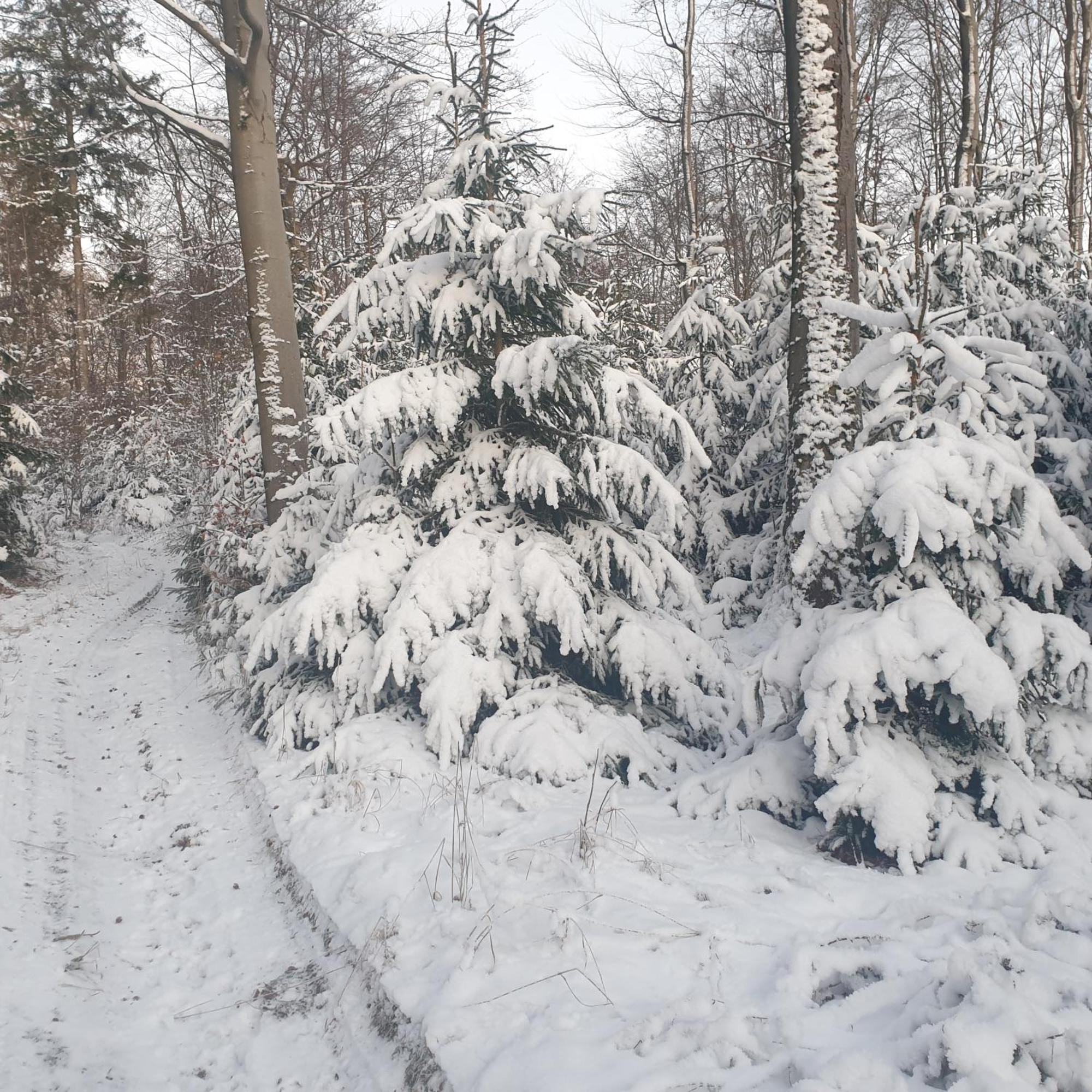 Fewo Winter In Der Villa Waldrand Mit Zwei Balkonen Bad Wünnenberg Eksteriør bilde